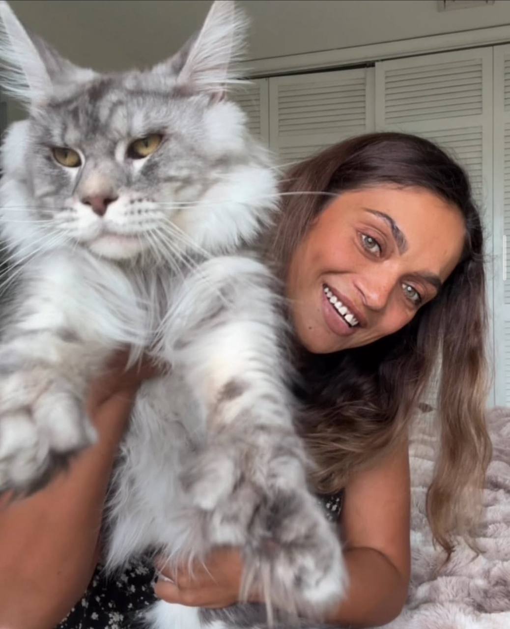 FavCats — Pet Services / Breeder in Miami